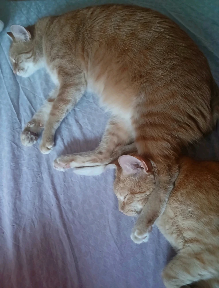 GIF na auina ae e Cat-a-strophe