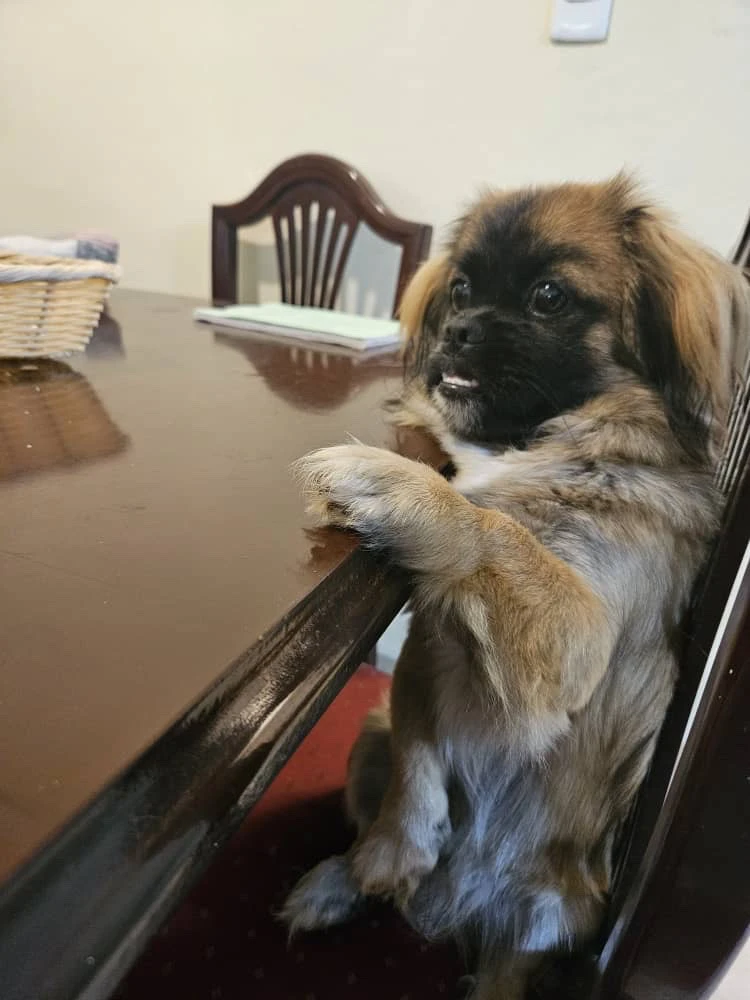 GIF жүктеген Ernest