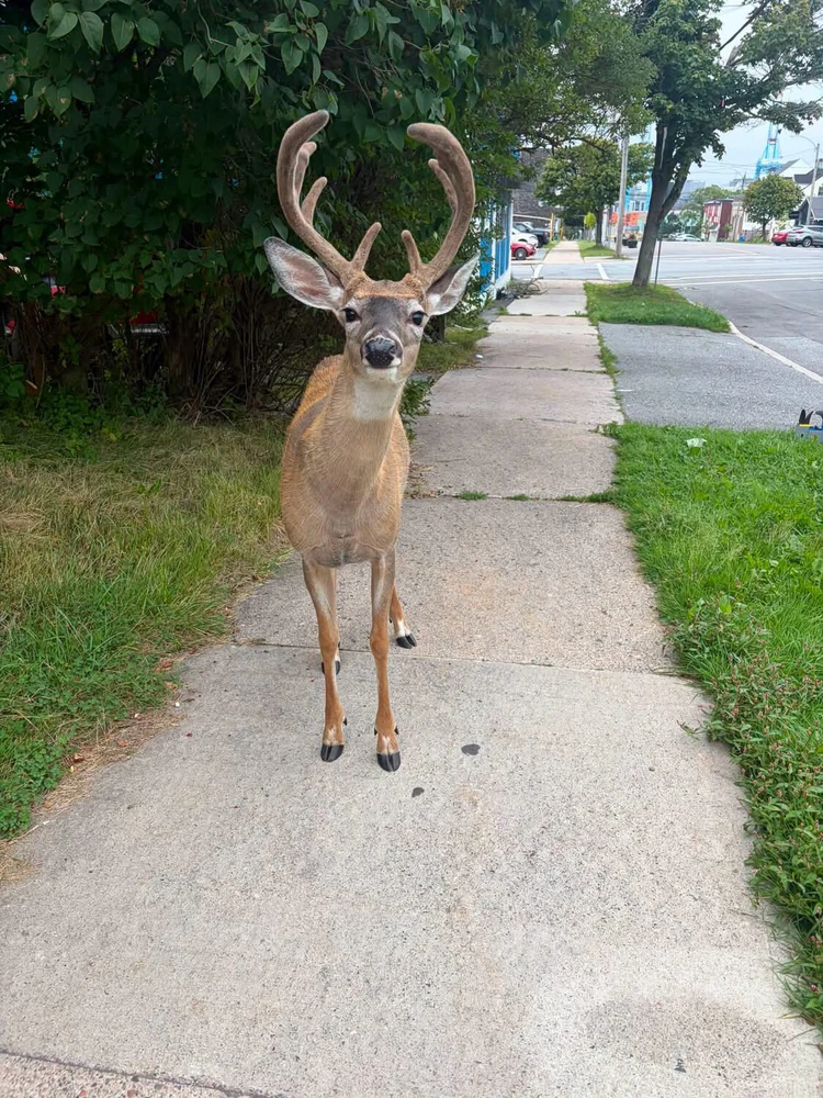 GIF uploaded by Brandon