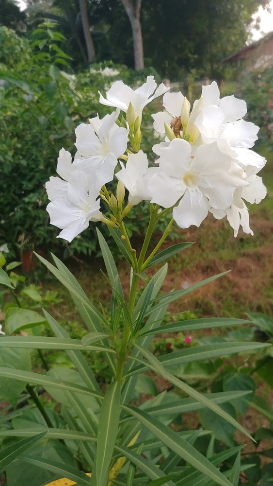 Jann上傳的圖片