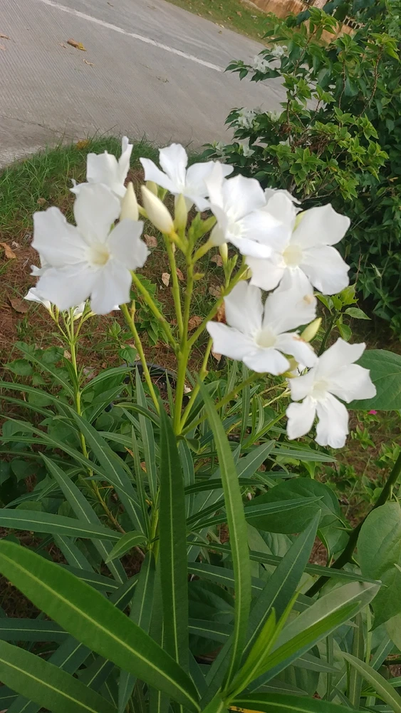 Jann上傳的圖片