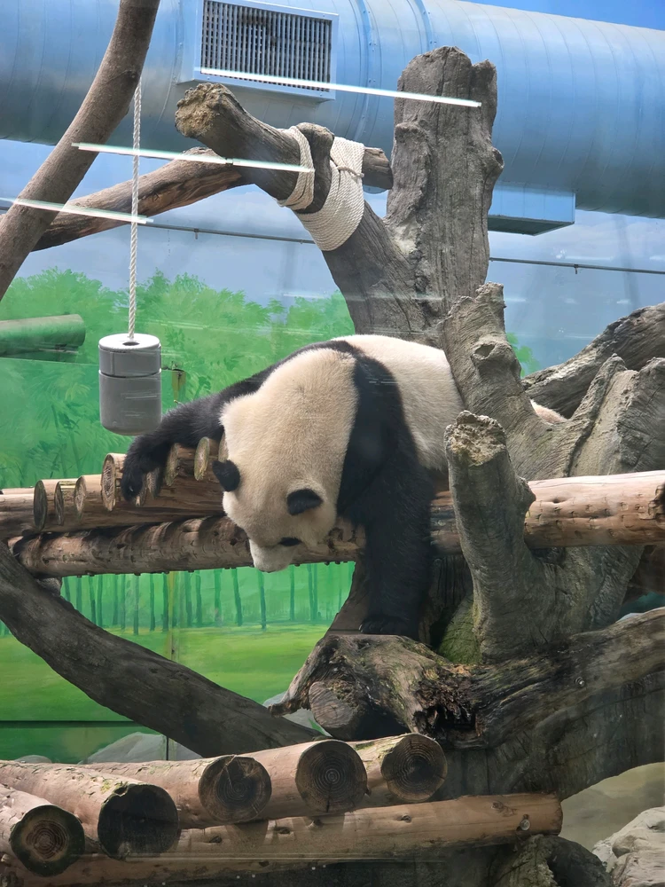 Arianne上传的GIF