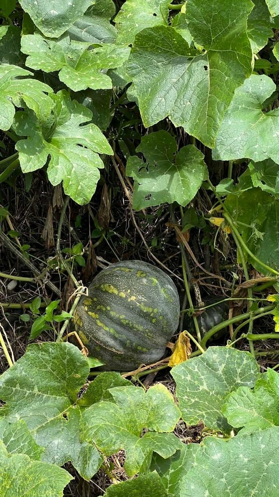 Sliku je postavio/la Cathy