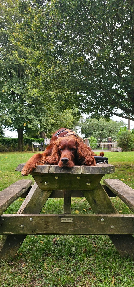 GIF uploaded by Connor