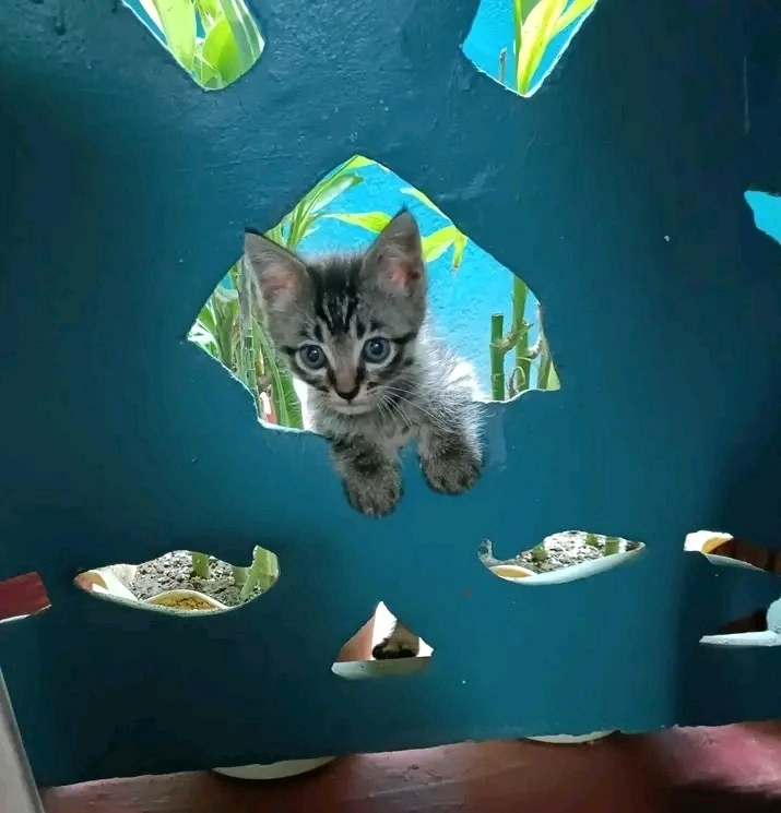 Raya上传的GIF