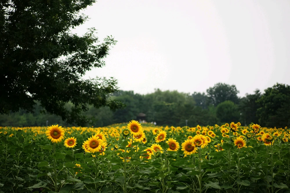 Sunflower 🌻