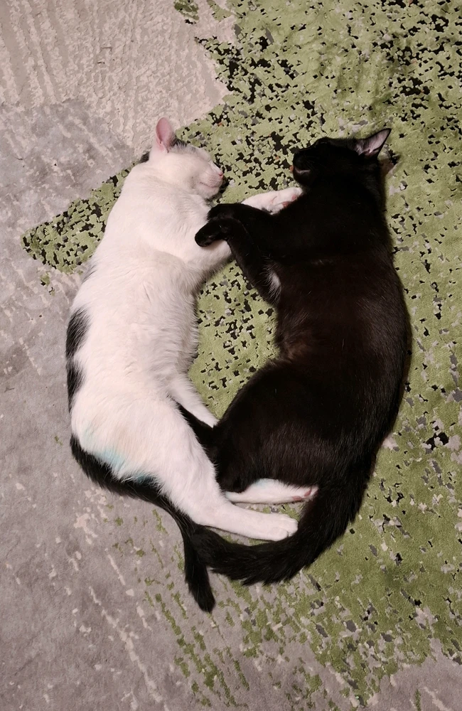 GIF uploaded by Ismail