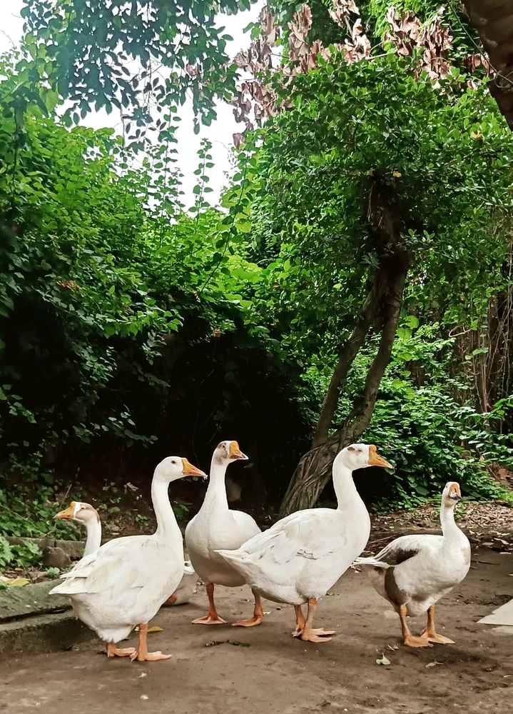 Shubh 上傳的 GIF