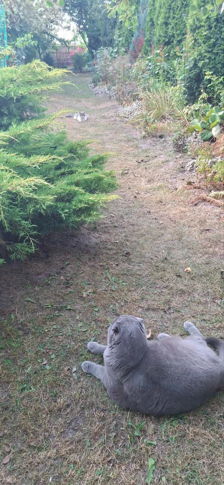 Ira上传的GIF
