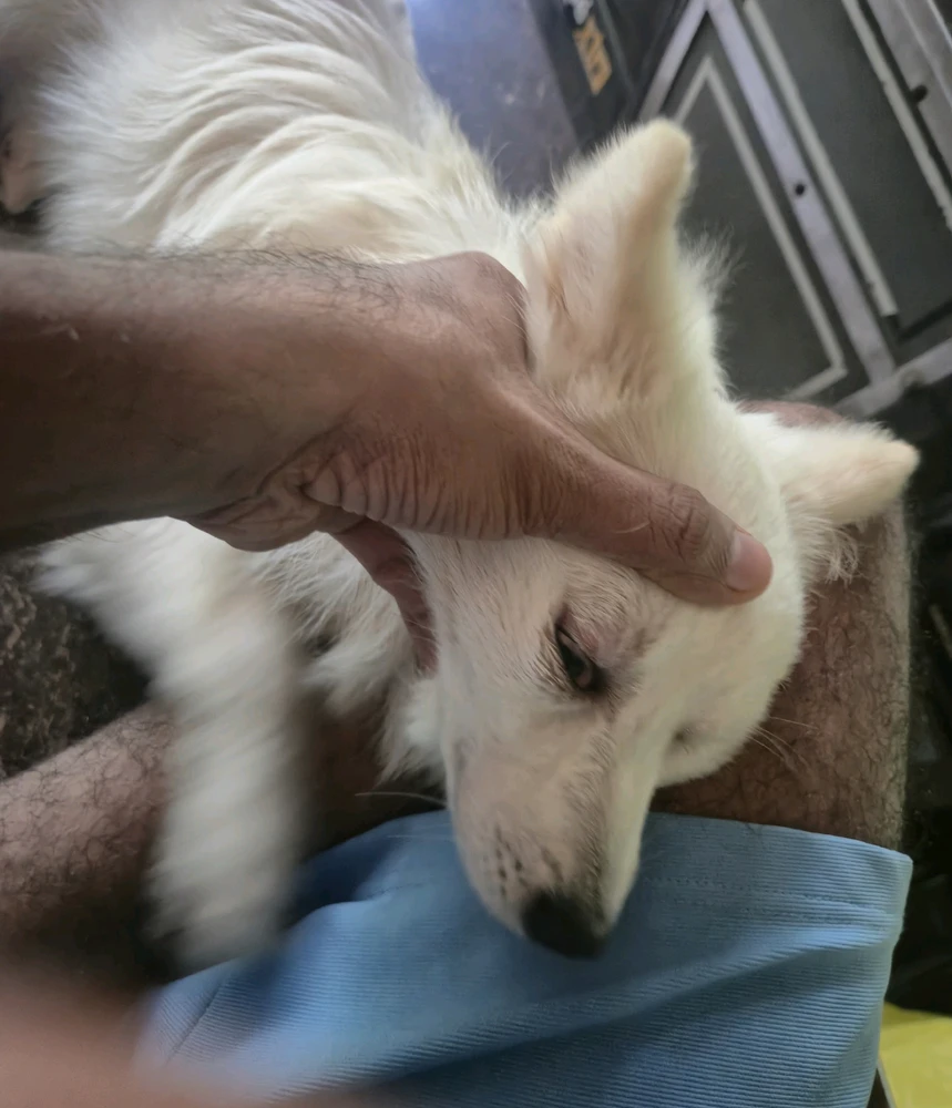 GIF yakaiswa naR