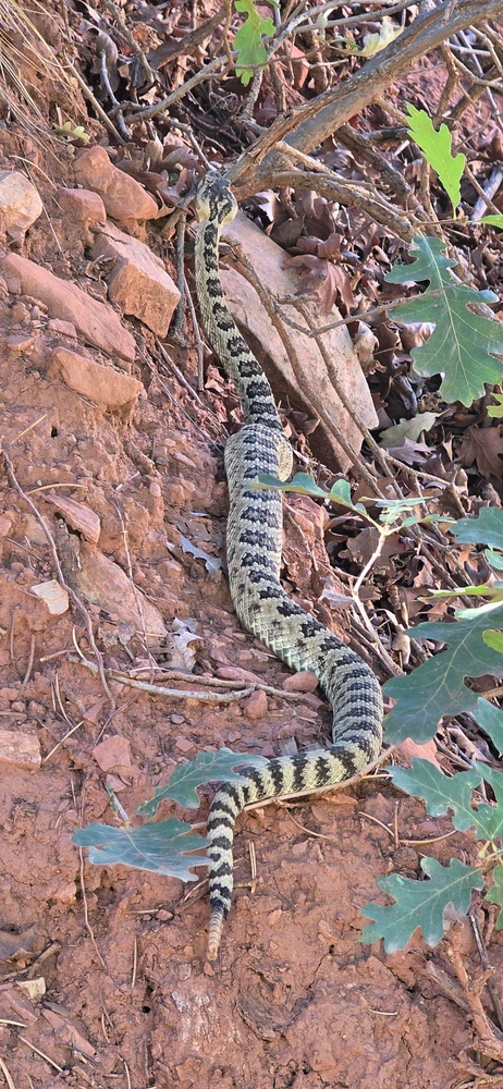Snake