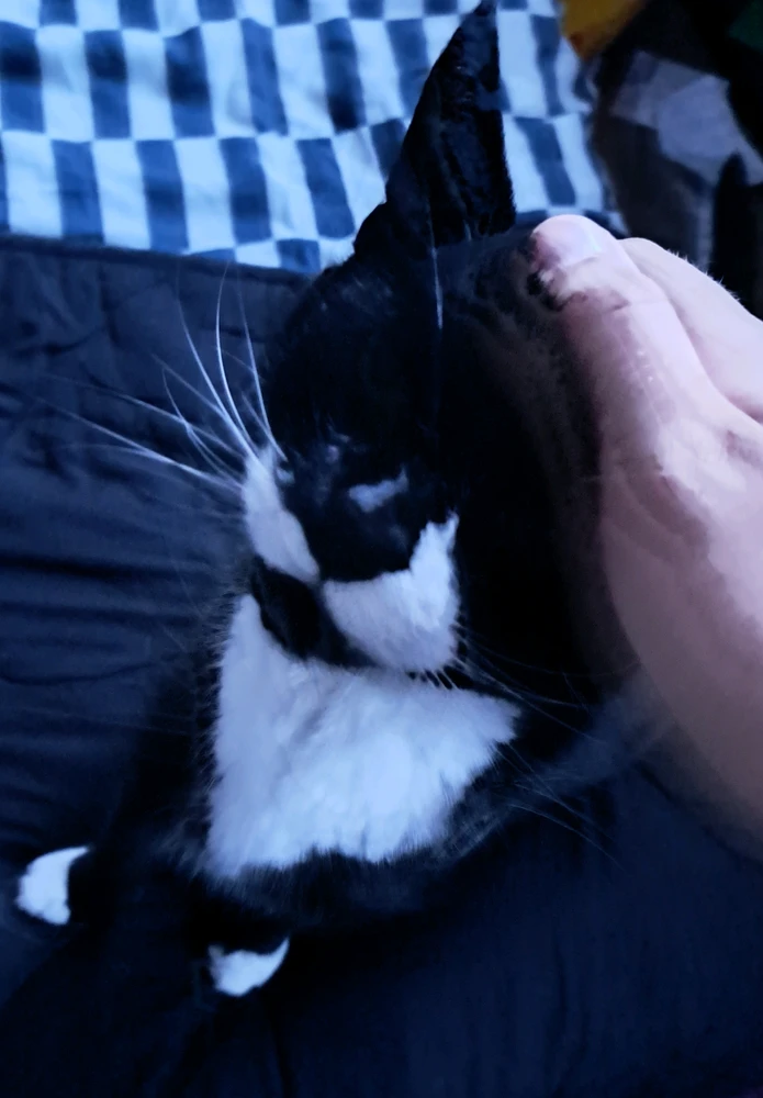 Finlay上传的GIF