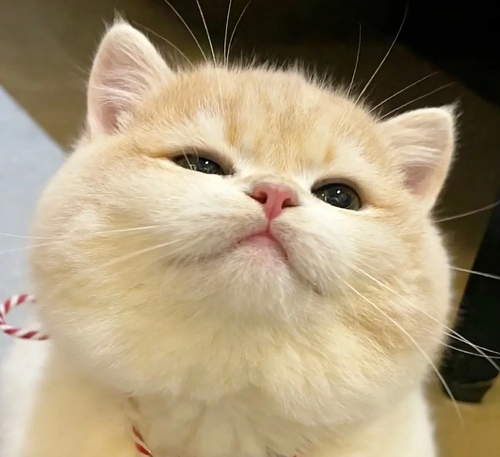 晓瑞 上傳的 GIF
