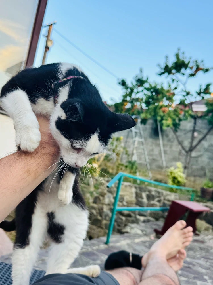 My lovely cat Alice 😻