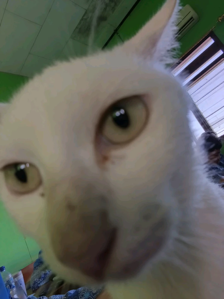 Rindu Qinshan上传的GIF