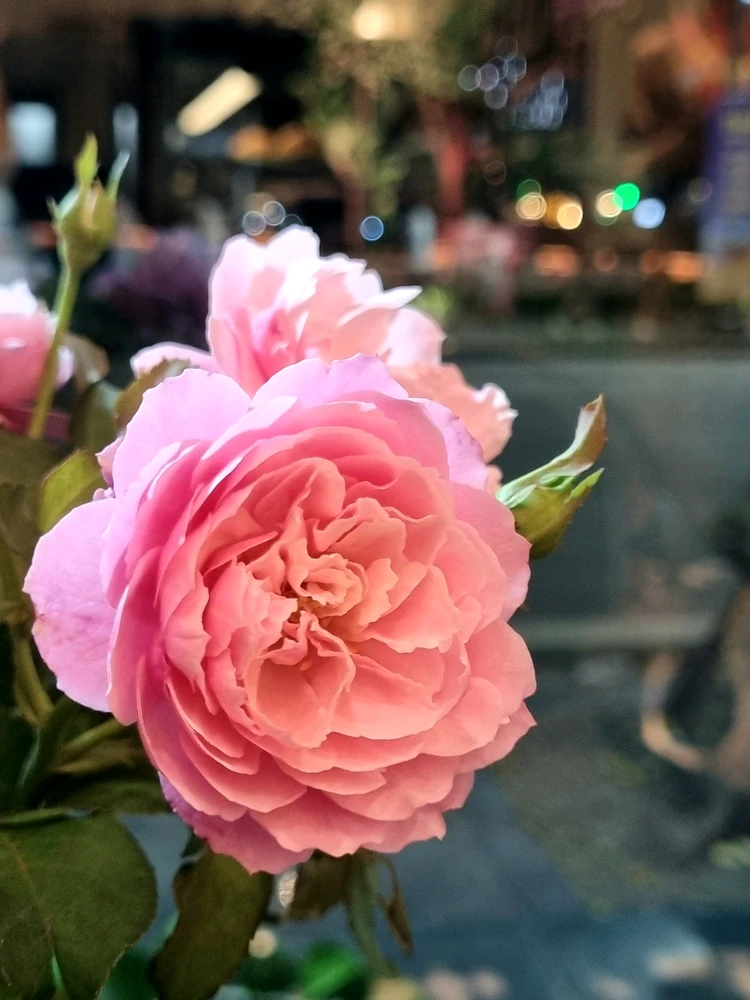 Image uploaded by Zia_
