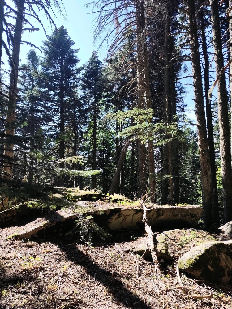 Image uploaded by Lynn