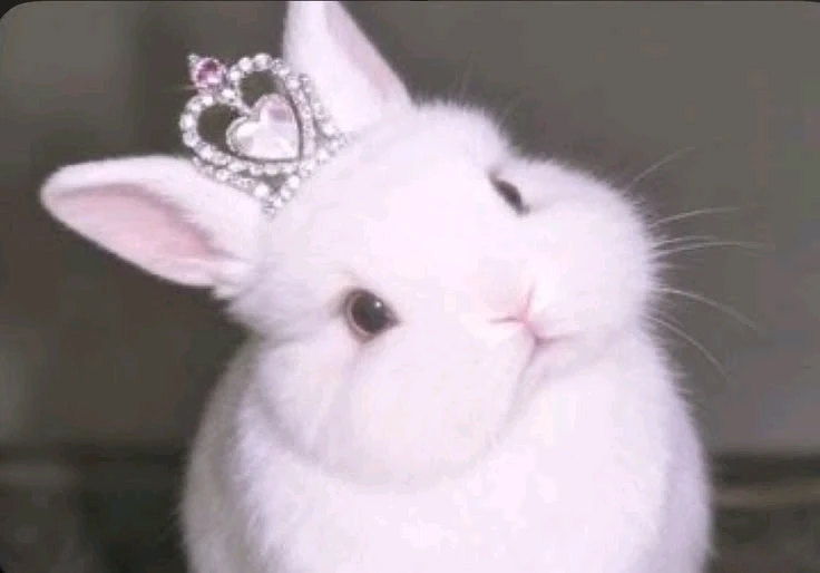 Camila上传的GIF
