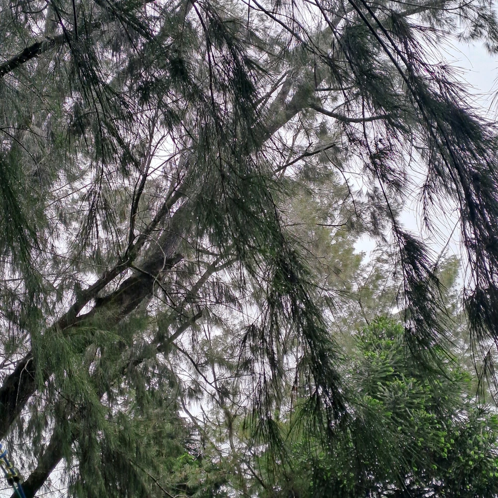 Can you see the droplets from the leaves? My camera cannot justify that, but it's cute. 😅