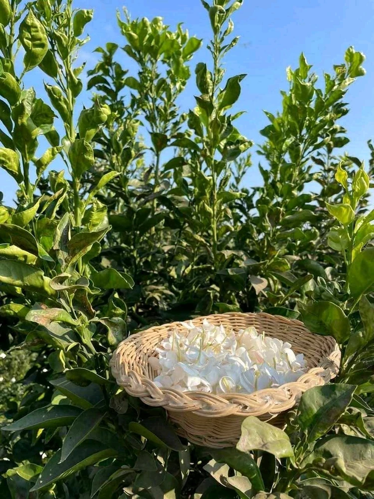 Immaġni mtellgħa minn Soo