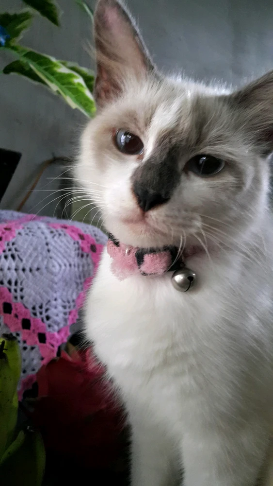 GIF pujat per Rindu Qinshan