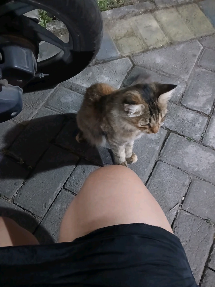 GIF pujat per meyra