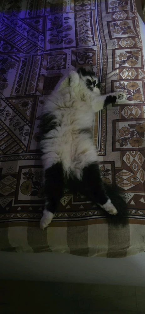 GIF uploaded by Rishi