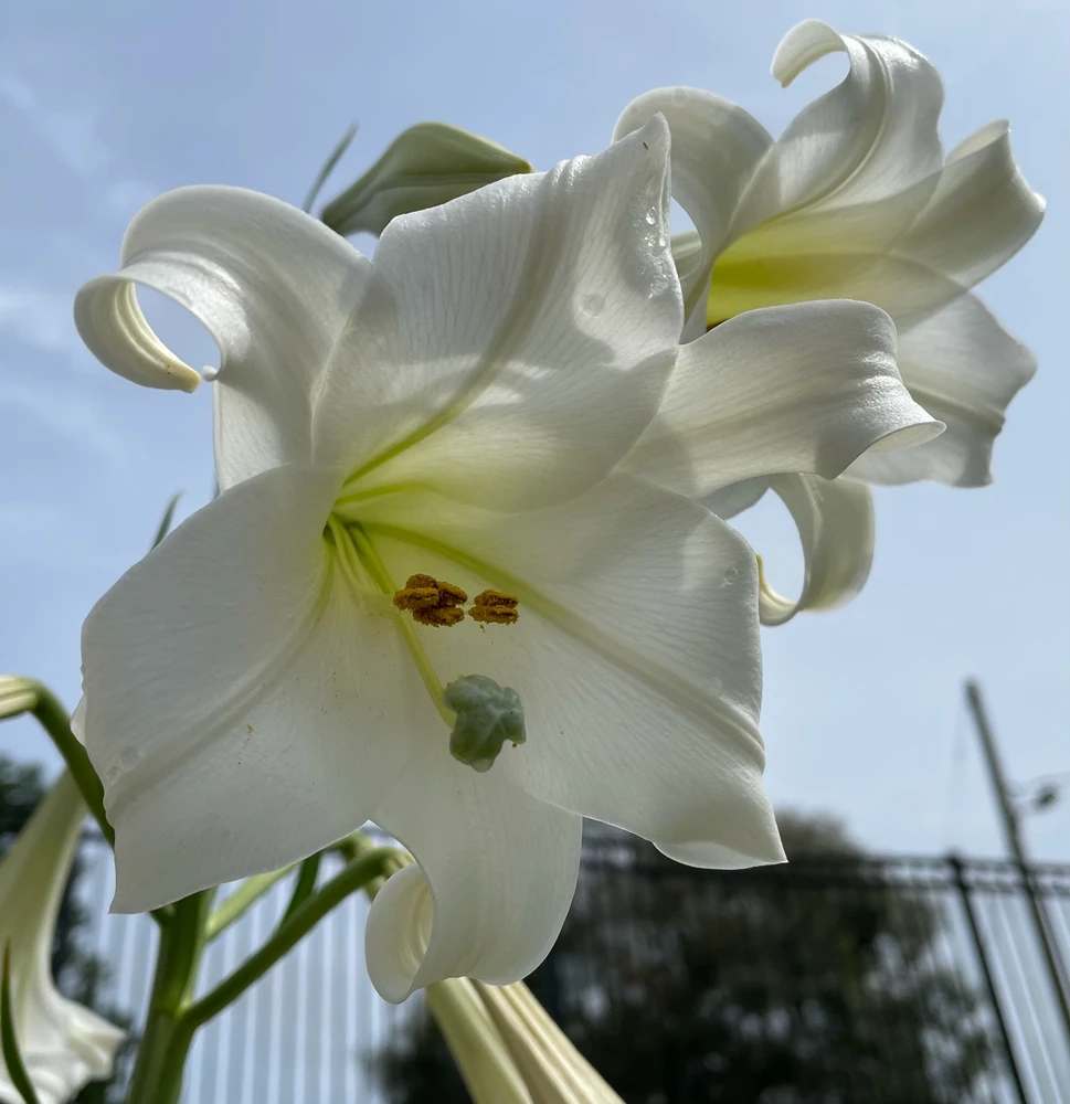 Image uploaded by Ernie