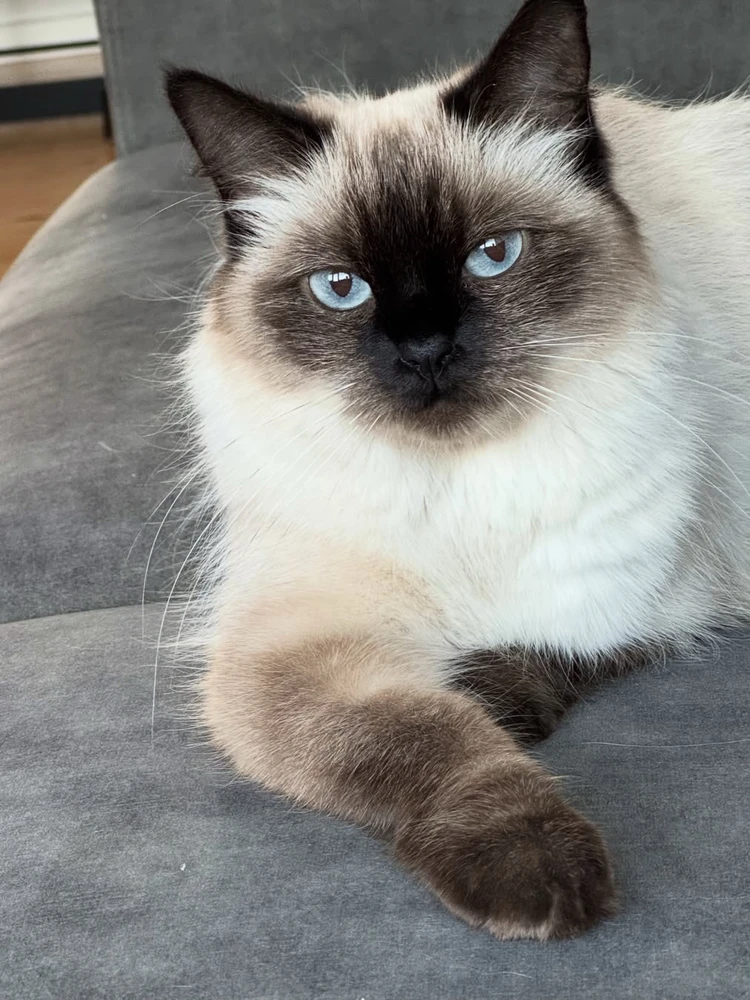 GIF pujat per Sebastian
