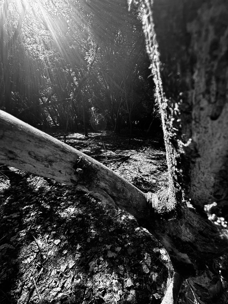Clearing beyound a fork in a tree was a nice balance of foreground and background.