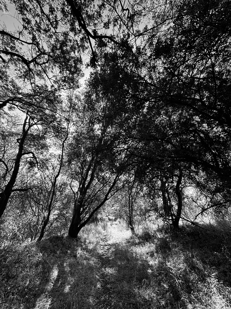 A small spur off the usual trail lead to a area where the light contrasted the trees nicely. 