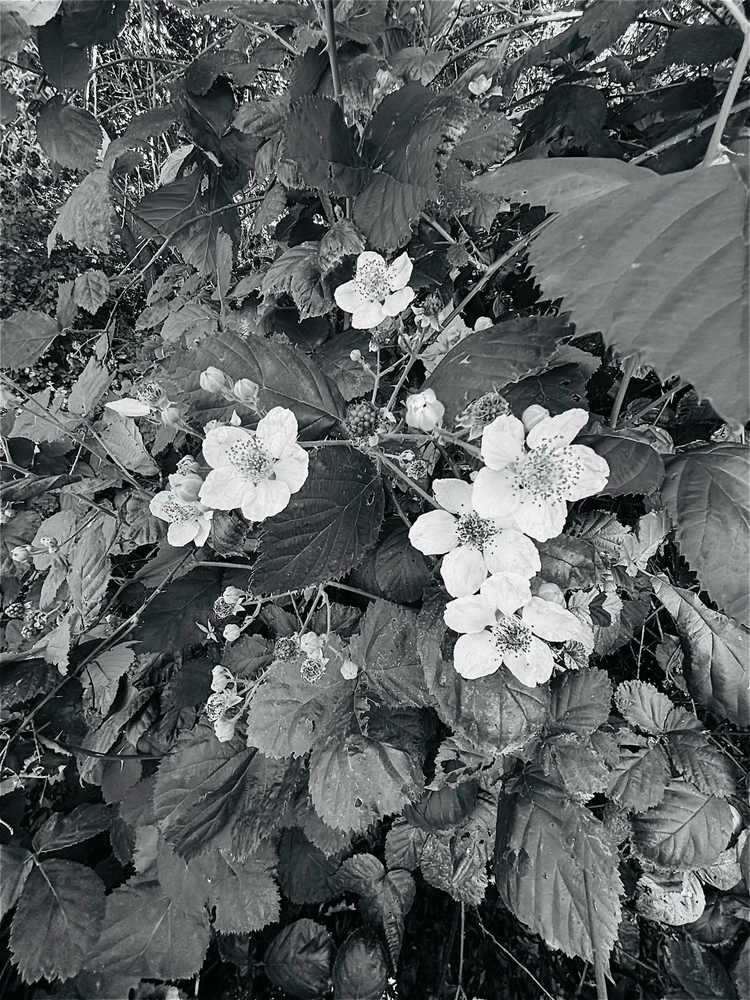 Blackberries as they where coming into season. Took several tries to get this one right.