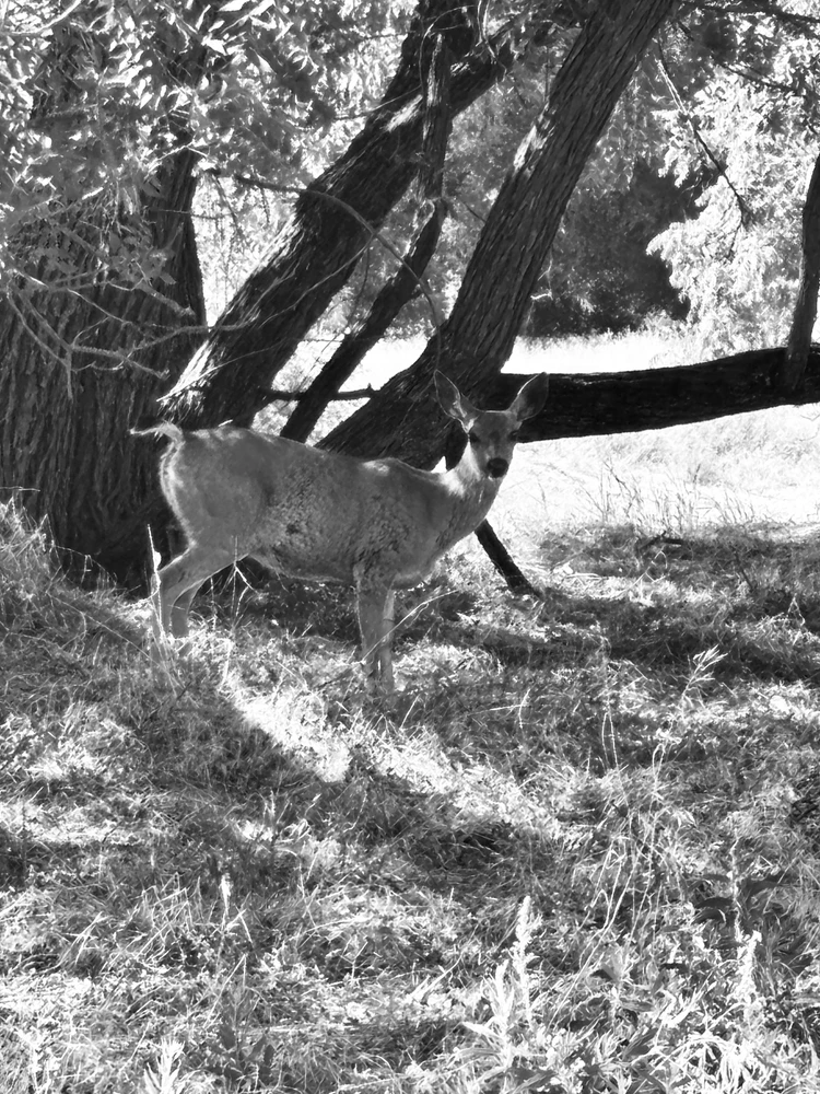 This white tail crossed the path five feet in front of me. Some people just have to have their picture taken. 