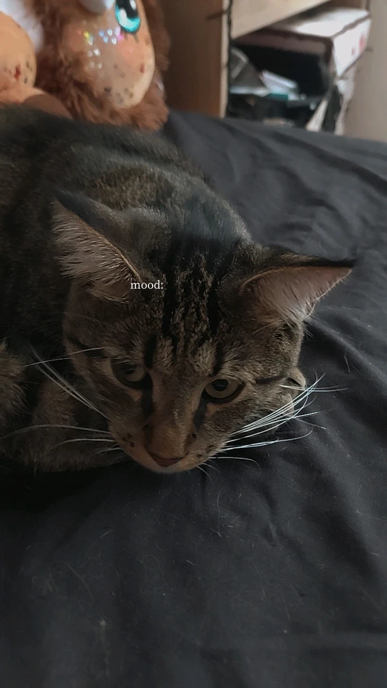 Veronika上传的GIF