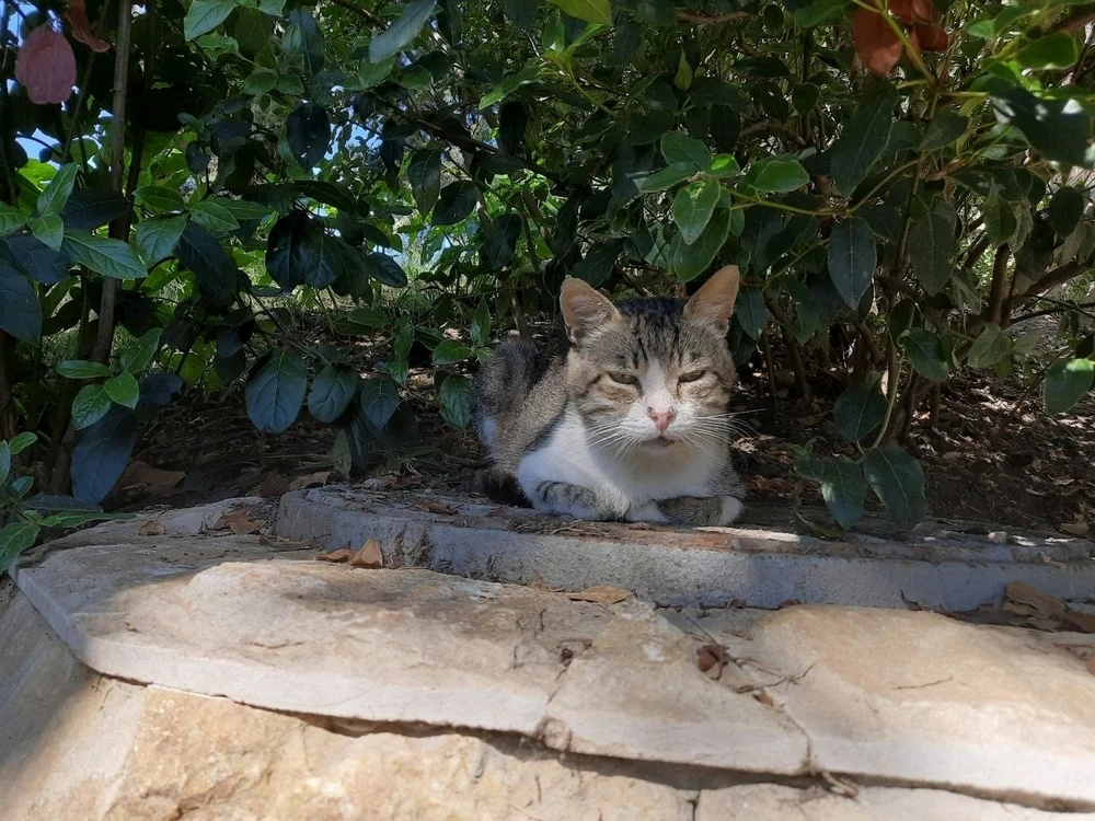 Immaġni mtellgħa minn Avis