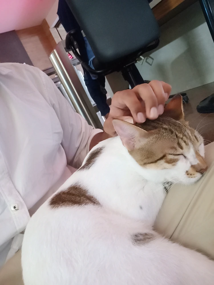 A cat sleeping on my lap