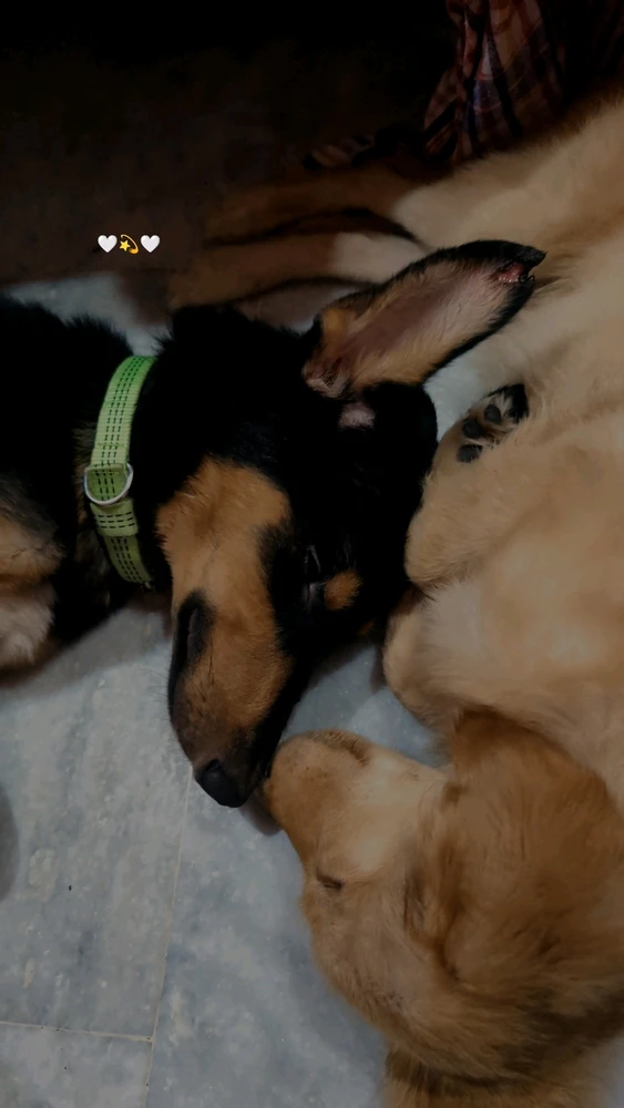 ShauryaがアップロードしたGIF