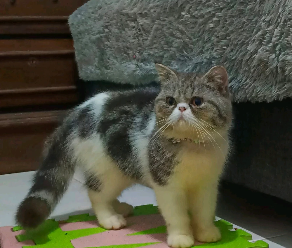 GIF nahrál Yammal