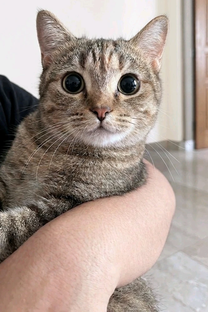 ꨄ𝐃ꨄ上传的GIF