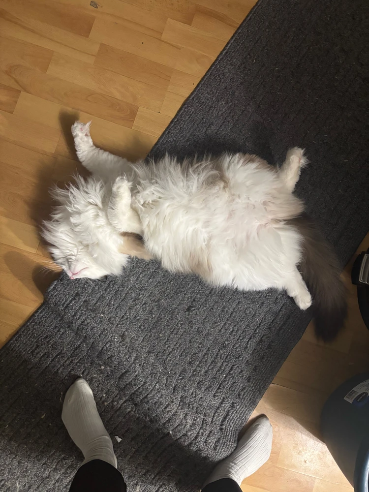 GIF nke Madelinn bugoro