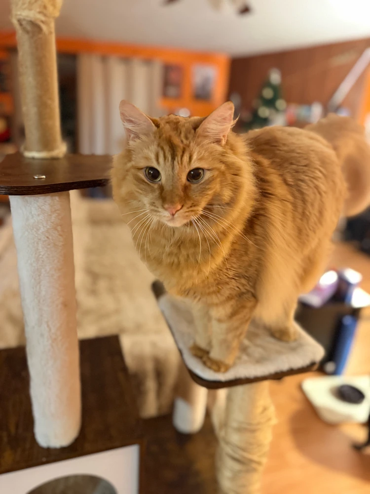 WoodyがアップロードしたGIF