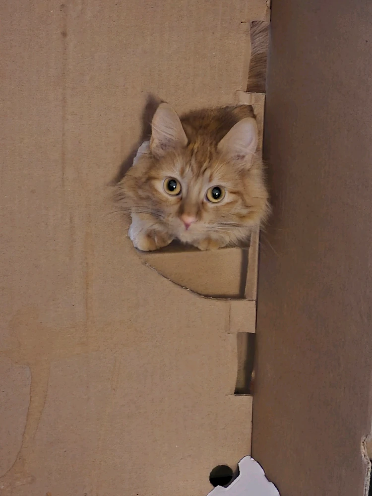 GIF uploaded by Haleyy Desiree