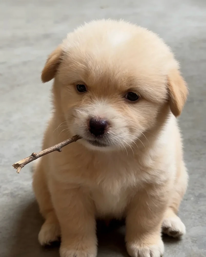 GIF geüpload door 清风