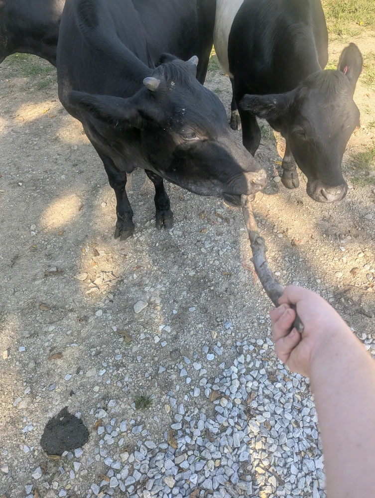 GIF качен от Asher