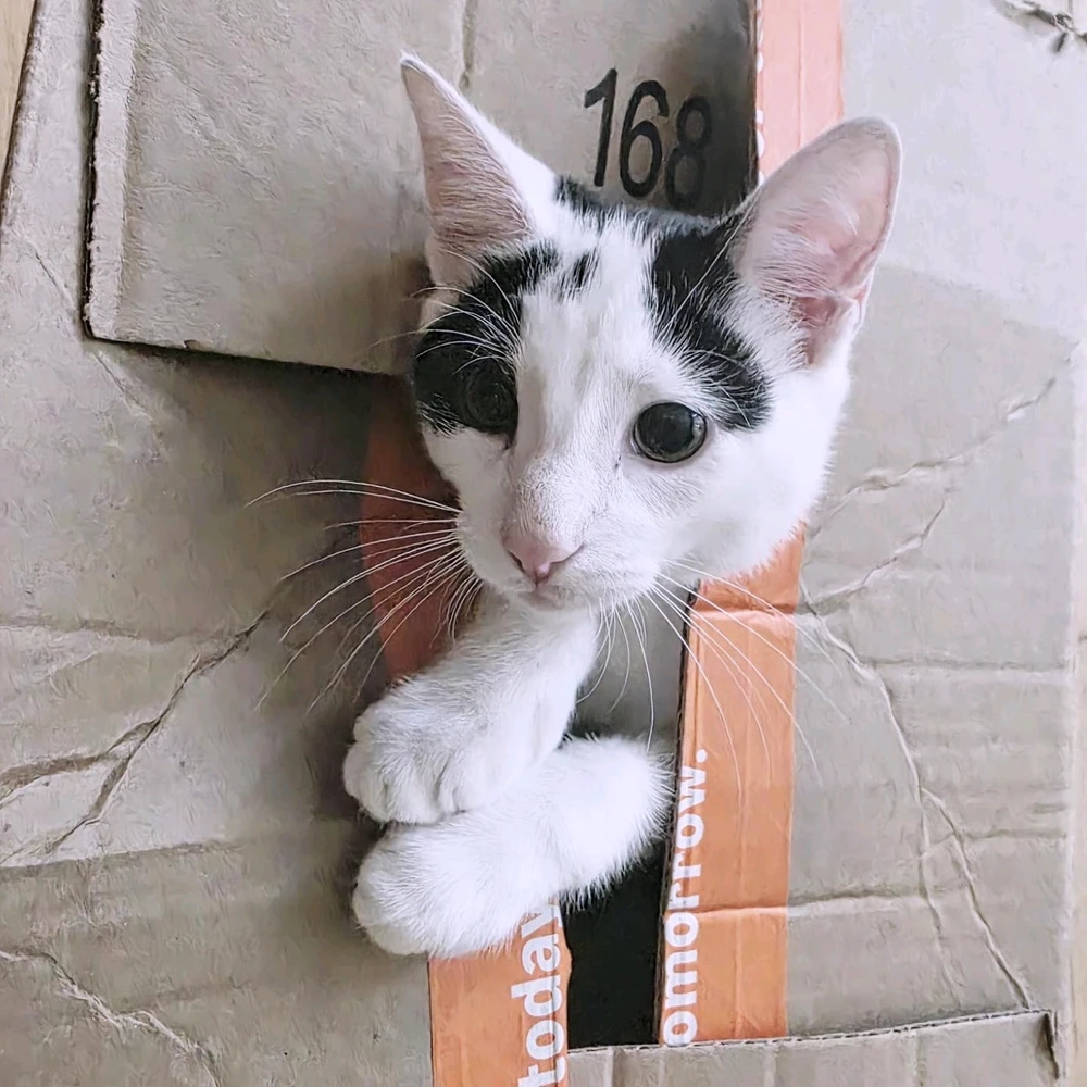 Качено от Ellie