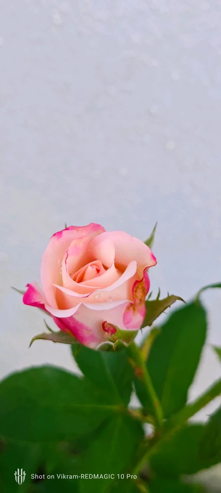 Image uploaded by Vikram