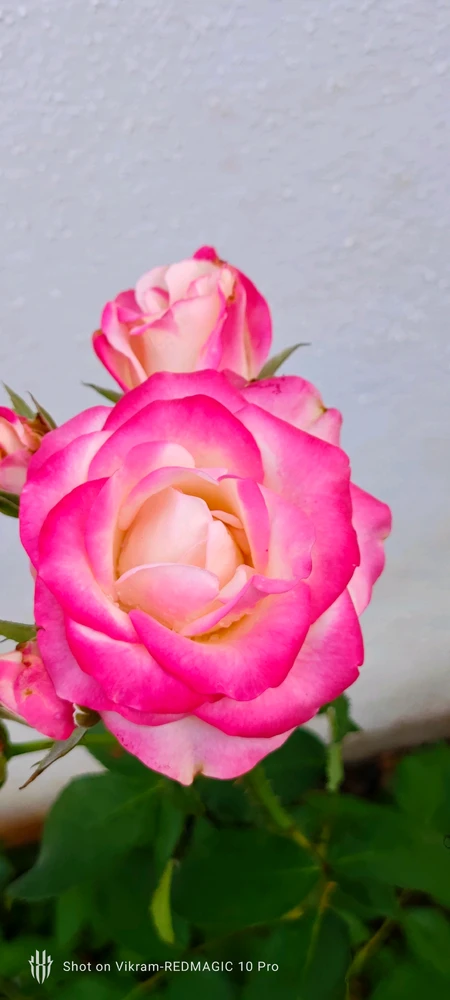 Image uploaded by Vikram