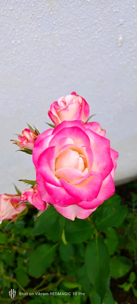Image uploaded by Vikram