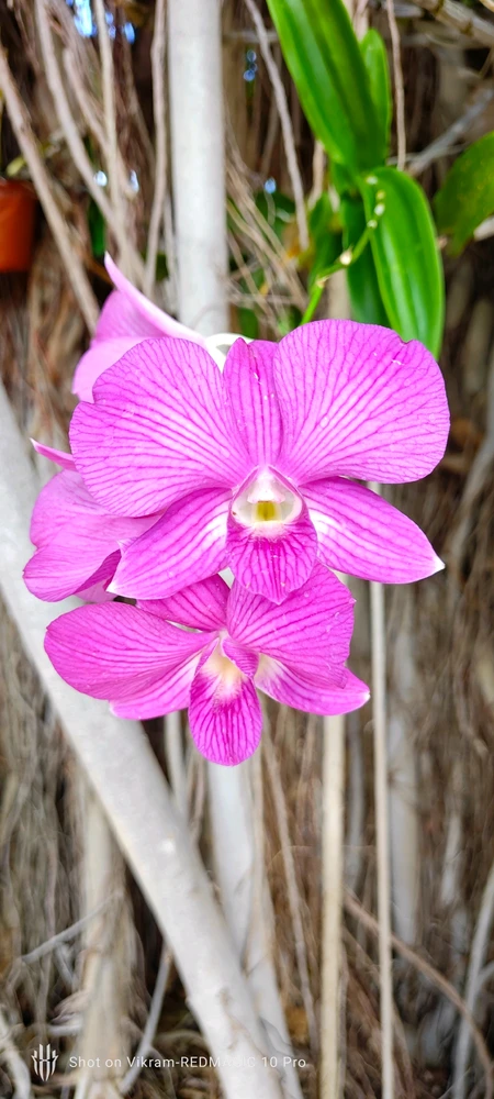 Image uploaded by Vikram