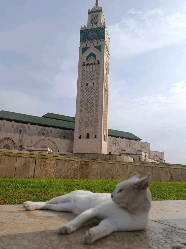 Image uploaded by Yahya